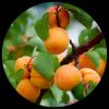 Manchurian Apricot