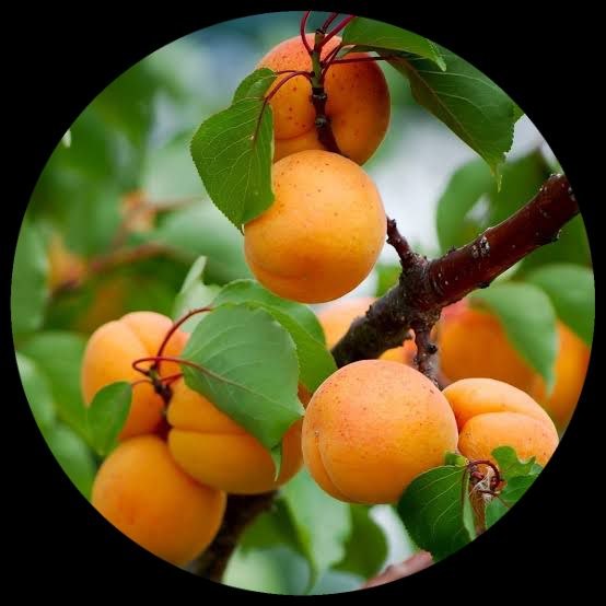 Manchurian Apricot Manchurian Apricot