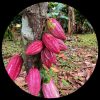 Cacao Tree (Theobroma Cacao) Cacao Tree (Theobroma Cacao)
