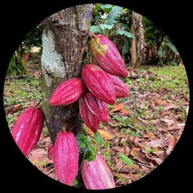 Cacao Tree (Theobroma Cacao)