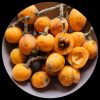 Nispero (Loquat)