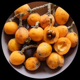Nispero (Loquat)
