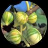 Tiger Fig (Ficus Carica) Panache Fig