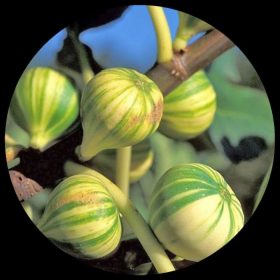Tiger Fig (Ficus Carica) Panache Fig