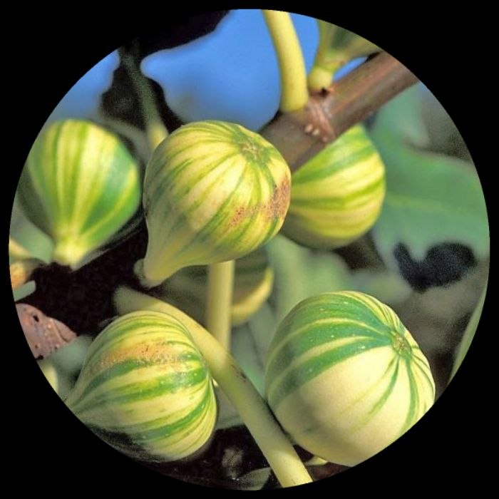 Tiger Fig (Ficus Carica) Panache Fig Tiger Fig (Ficus Carica) Panache Fig