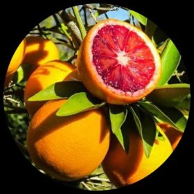Grape Fruit (Citrus Paradisi)
