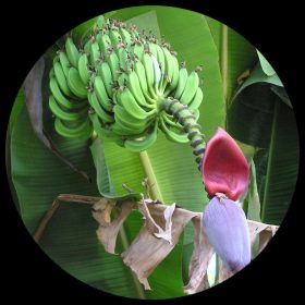 Musa Acuminata Banana