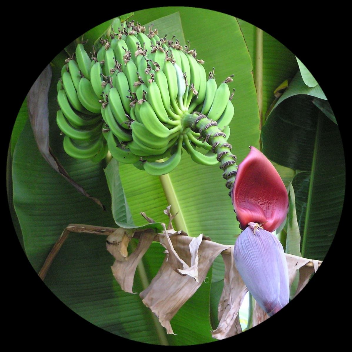 Musa Acuminata Banana Musa Acuminata Banana
