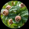 Common Medlar Hardy