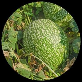 Chilacayote (Cucurbita Ficifolia)
