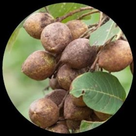 Malay Lac Tree