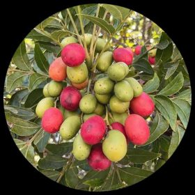 Kaffir Plum (Epiphyllum Caffrum)
