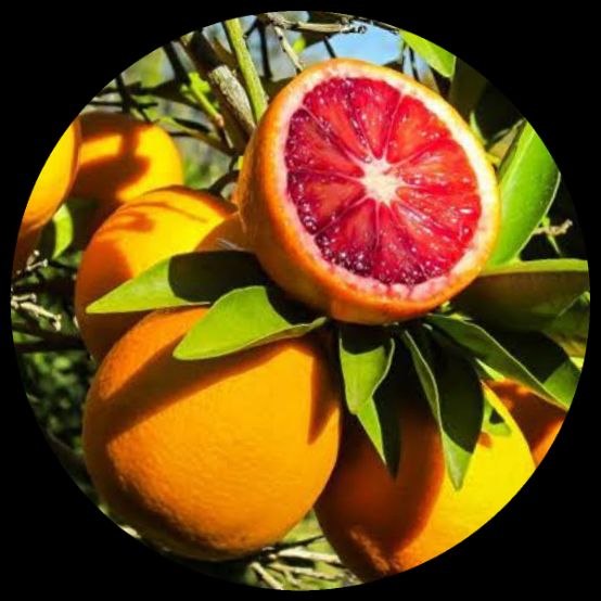 Grape Fruit (Citrus Paradisi) Grape Fruit (Citrus Paradisi)