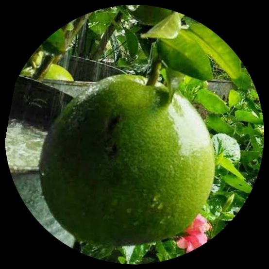 Citrus Grandis Pomelo Citrus Grandis Pomelo