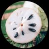 Sugar Apple (Annona Cherimoya)