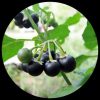 Wonder Berry Sunberry