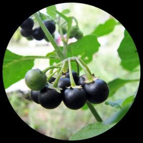 Wonder Berry Sunberry