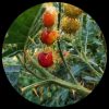 Litchi Tomato