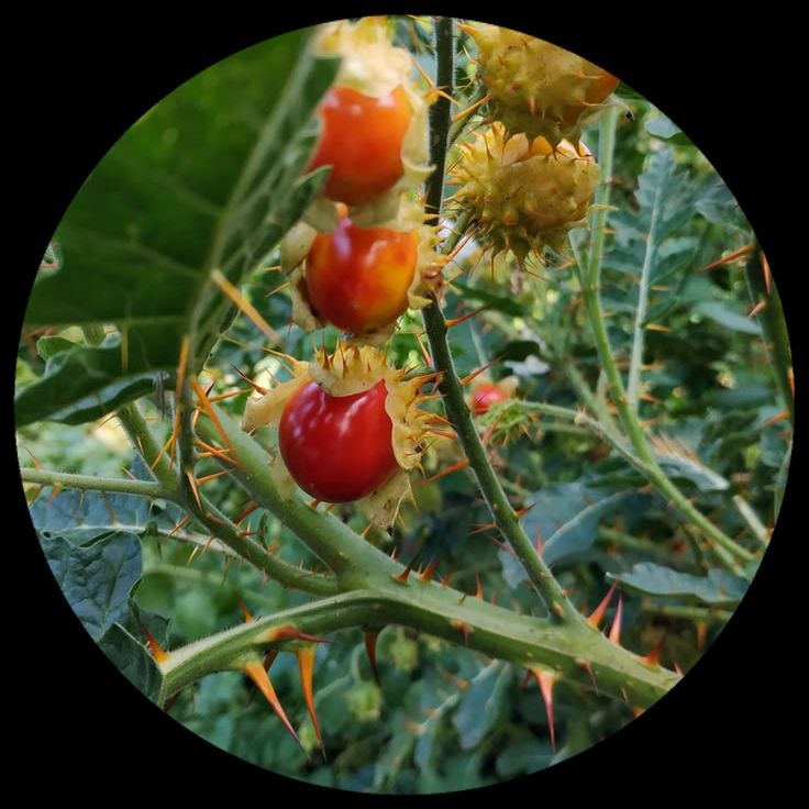 Litchi Tomato Litchi Tomato