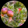 Dwarf Pomegranate Seeds