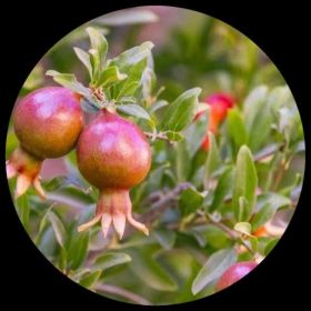 Dwarf Pomegranate Seeds