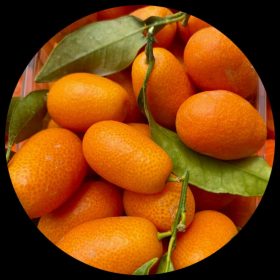 Exotic Fruit Plants - Ivy Paradise