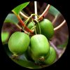 Hardy Kiwi