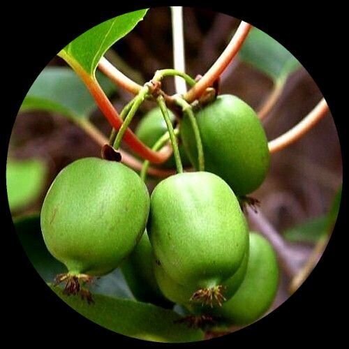 Hardy Kiwi Hardy Kiwi