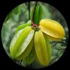 Carambola (Star Fruit) Carambola (Star Fruit)