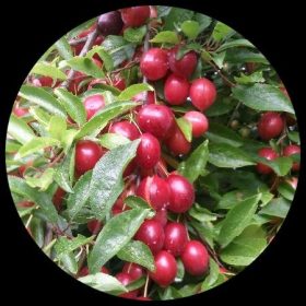 Cherry Plum