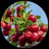 Lingon Berry (Cowberry)