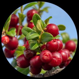 Lingon Berry (Cowberry)