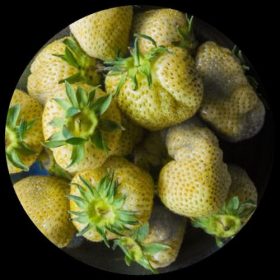 Exotic Plants - Ivy Paradise