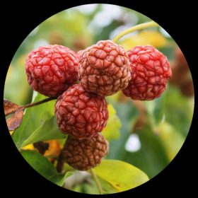 Exotic Fruit Plants - Ivy Paradise