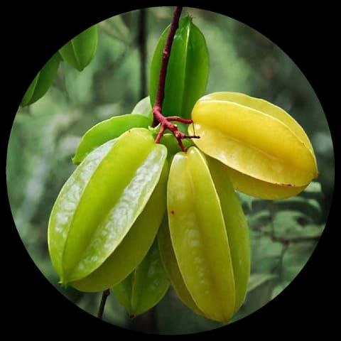Carambola (Star Fruit) Carambola (Star Fruit)