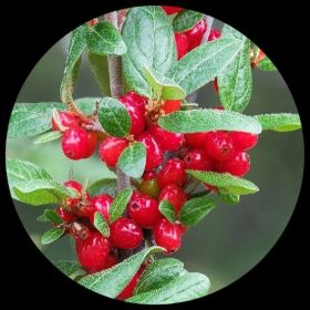 Russet Buffaloberry