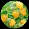 Yellow Raspberry plant