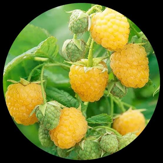 Yellow Raspberry plant Yellow Raspberry plant