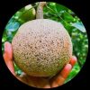 Beal (Stone Apple)