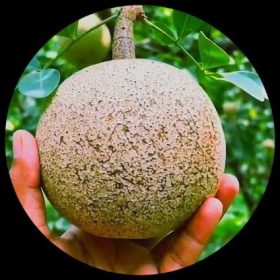 Beal (Stone Apple)