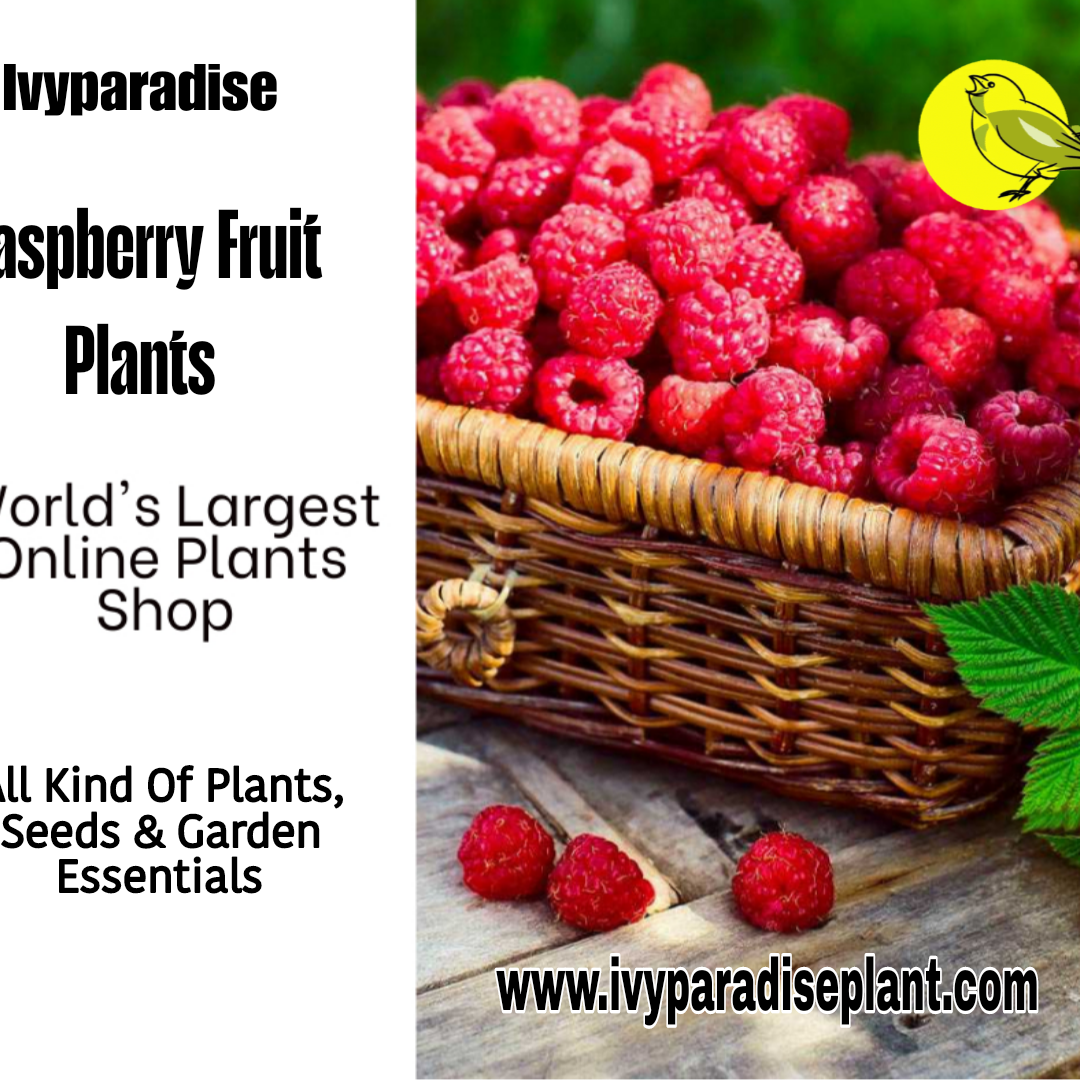 Types Of Raspberry Plants