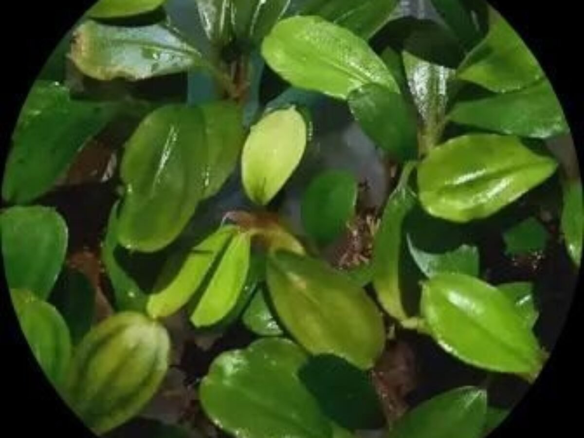 Willow Hygro | Aquarium Plant | Live Aquarium Plants for Sale, image size:1200x900