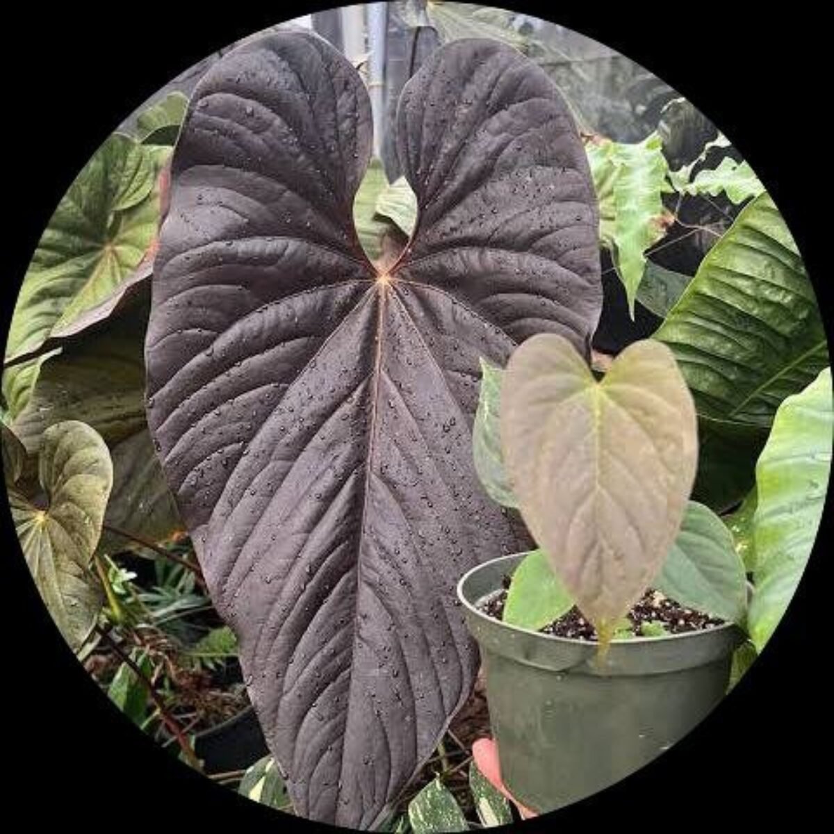 Shop Buy Anthurium Moodeanum – Exotic Foliage Plant Online