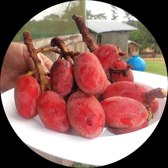 AMVOUT Trichoscypha acuminata NDONGE GABON GRAPE TREE Live Potd Plant